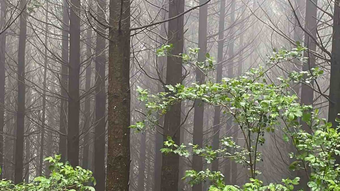 Yoga nel bosco